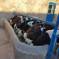 گوساله سیمینتال ۱۳۰کیلو