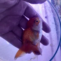 ماهی گلدفیش کله شیری