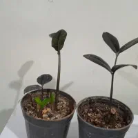 گل طبیعی|گل و گیاه طبیعی|سارال, |دیوار