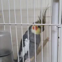 عروس هلندی نر