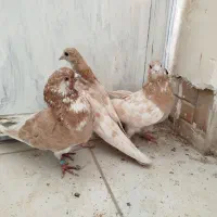 تهرانی زوردار|پرنده|سرپل ذهاب, |دیوار