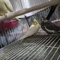 یک جفت عروس هلندی با دو جوجه|پرنده|بجنورد, |دیوار