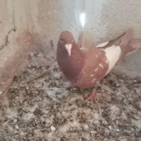 کبوتر ابلغ سرخ