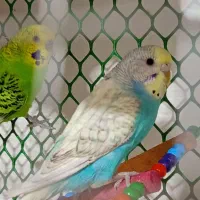 ی جفت مرغ عشق|پرنده|خوی, |دیوار