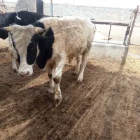 گوساله اصلی