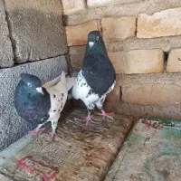 کله و طوقی|پرنده|شیراز, احمدی جنوبی|دیوار