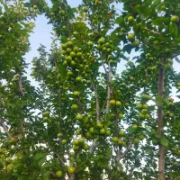 آلوچه خوشمزه و شیرین با قیمت مناسب
