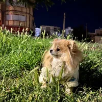 پامر اورجینال وارداتی