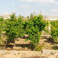 چهار دیواری باغ گاز آب شهری سند تک برگ جار|فروش زمین و ملک کلنگی|اصفهان, آبشار|دیوار