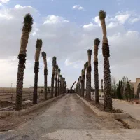 نخل شاهان محول