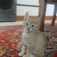 واگذاری