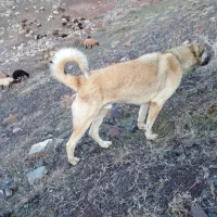 سگ گله|سگ|جلفا, |دیوار
