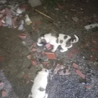 توله‌سگ‌ترکمن