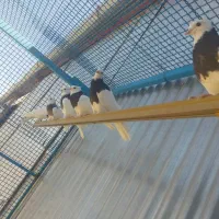 حراج 40 کبوتر طوقی جفتی 600