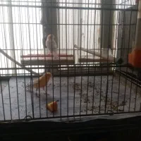 قناری|پرنده|قزوین, |دیوار