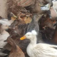 اردک کاکولی سبز و مرواریدی و روسی|حیوانات مزرعه|نقده, |دیوار