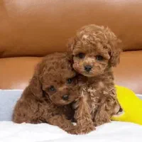 پودل مییاتوری(توی و رد)|سگ|اصفهان, شاهد|دیوار