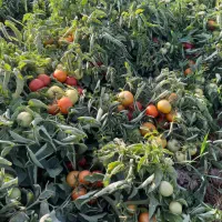 بذر گوجه فرنگی هیبرید(F1) رقم ۸۰۲۰، مشابه گوجه۸۳۲۰|خدمات باغبانی و درختکاری|پارس‌آباد, |دیوار