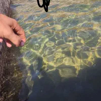 راهنمایی درخت پسته