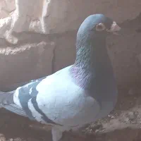 کبوتر|پرنده|سده (خراسان جنوبی), |دیوار