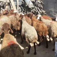 میش وبره|حیوانات مزرعه|کوهدشت, |دیوار