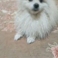 پامرین خرسی|سگ|تهران, وردآورد|دیوار