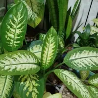 گل های زیبا