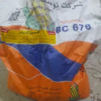 بذر ذرت علوفه ای