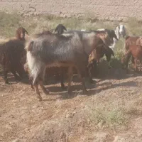 نربز پاکستانی اصل