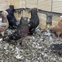 کفتر سور