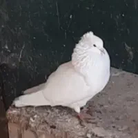 کبوتر