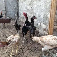 مرغ خروس فروشی جفت|حیوانات مزرعه|مهران (هرمزگان), |دیوار