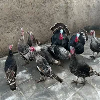 بوقلمون درحال تخم