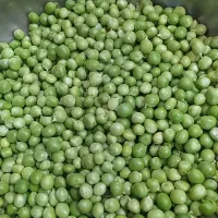 فروش نخود فرنگی