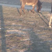 کره خر نر|حیوانات مزرعه|سرعین, |دیوار