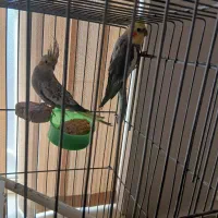 جفت نرو ماده ی عروس هلندی با ۵ تا تخم