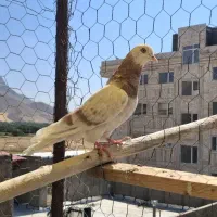 دو تا کبوتر فروشی