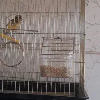 قناری نر جوان و قرص بخوان|پرنده|قزوین, |دیوار