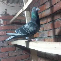 کبوتر|حیوانات|نقده, |دیوار