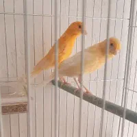 یک جفت قناری نر قرمز ماده ساده