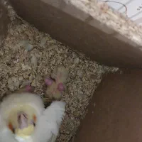 عروس لوتینو زعفرونی با چهار تا جوجه|پرنده|مشهد, شهرک مهرگان|دیوار