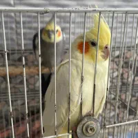 یک جفت عروس هلندی|پرنده|آشخانه, |دیوار