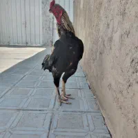 خروس لاری اصیل