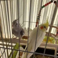 یک جفت عروس هلندی