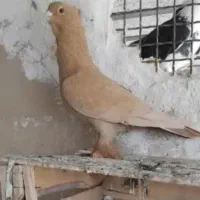 کبوتر زرد کاکلی