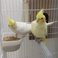 طوطی عروس هلندی نر وماده