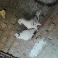 جفت کبوتر