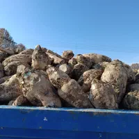 چغندر قند تحویل درب دامداری شما|حیوانات مزرعه|اسفراین, |دیوار