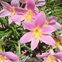 گل و گیاه تعدادی با قیمت خوب و توافقی