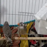 جفت